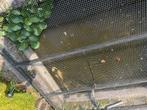 Vijvervissen, Dieren en Toebehoren, Vissen | Vijvervissen, Karper of Koi