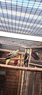 valkparkieten parkieten, Dieren en Toebehoren, Meerdere dieren, Parkiet, Geringd