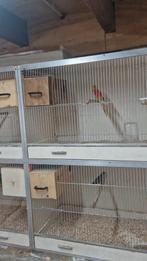 Kleine dieren plaats bij verhuizing of geen plaats meer, Meerdere dieren, Wildzangvogel