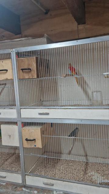Kleine dieren plaats bij verhuizing of geen plaats meer beschikbaar voor biedingen