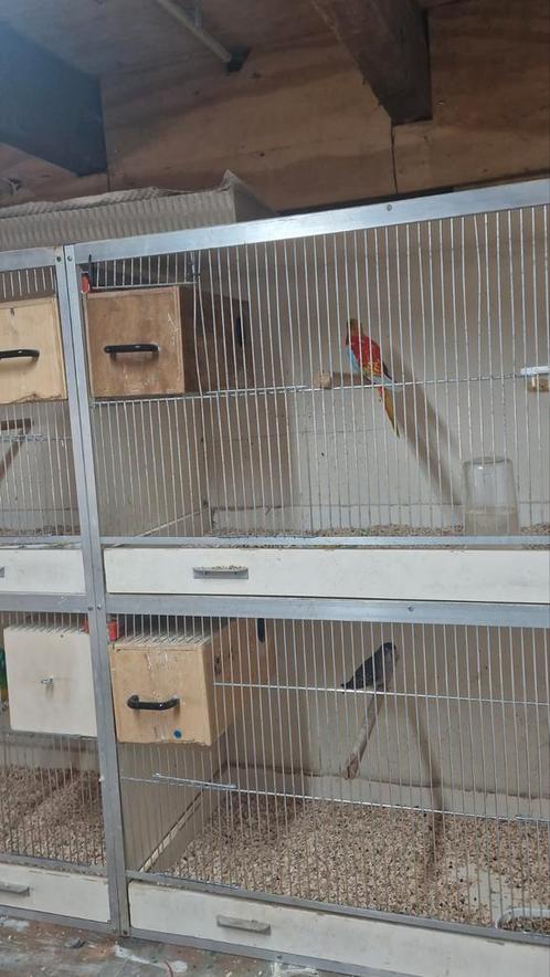 Kleine dieren plaats bij verhuizing of geen plaats meer, Dieren en Toebehoren, Vogels | Overige Vogels, Wildzangvogel, Meerdere dieren
