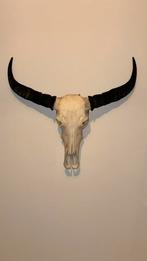 Schedel met hoorns 80 cm | Watusi / Longhorn stijl, Ophalen of Verzenden, Zo goed als nieuw