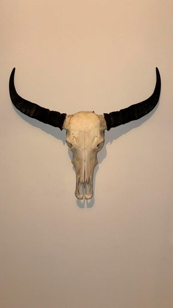 Schedel met hoorns 80 cm | Watusi / Longhorn stijl, Huis en Inrichting, Woonaccessoires | Wanddecoraties, Zo goed als nieuw, Ophalen of Verzenden