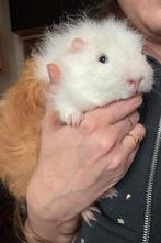 Ch teddy cavia beer, Cavia, Mannelijk, Tam, September