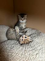Ontmoet onze 4 weken oude Britse Korthaar kittens, Dieren en Toebehoren, Katten en Kittens | Raskatten | Korthaar, Meerdere dieren