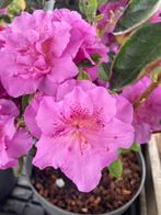 Azalea’s te koop, Ophalen of Verzenden