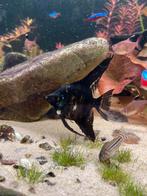 marble maanvissen 4 stuks, Vis