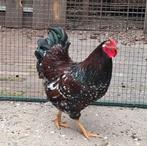 Kippenopvang zoekt goede plek voor leuke middelgrote haan!, Dieren en Toebehoren, Pluimvee, Mannelijk, Kip