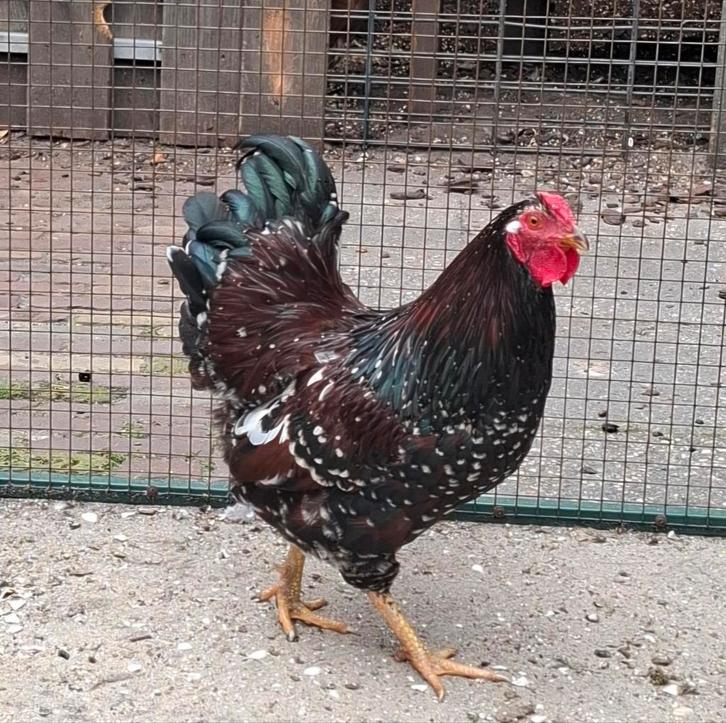 Kippenopvang zoekt goede plek voor leuke middelgrote haan!, Dieren en Toebehoren, Pluimvee, Kip, Mannelijk