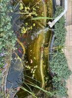 Complete Vijver met Vissen & Toebehoren - 225x92cm   55 diep, Tuin en Terras, Vijver-toebehoren, Ophalen, Gebruikt, Vijverbak