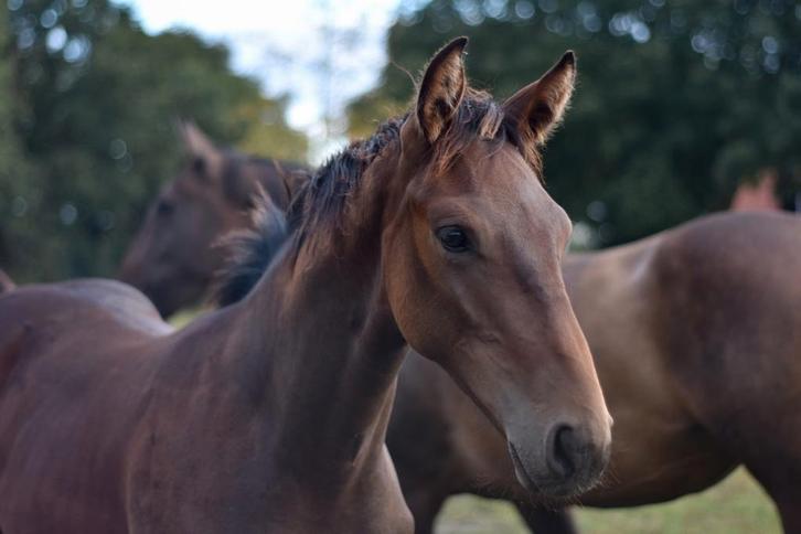 Vesper! Carrera VDL x Starpower, Dieren en Toebehoren, Paarden, Ruin, 0 tot 2 jaar