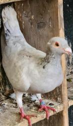 kleur post duiven, Dieren en Toebehoren, Meerdere dieren, Postduif