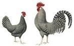 Friese kip te koop of te ruil, Meerdere dieren
