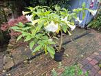 Brugmansia groot wit, Tuin en Terras, Ophalen of Verzenden, Overige soorten, Volle zon