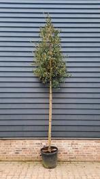 Quercus ilex (Steeneik) hoogstam 🌳, Ophalen