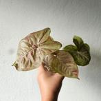 Syngonium stekken op water, Ophalen of Verzenden, Halfschaduw, Minder dan 100 cm