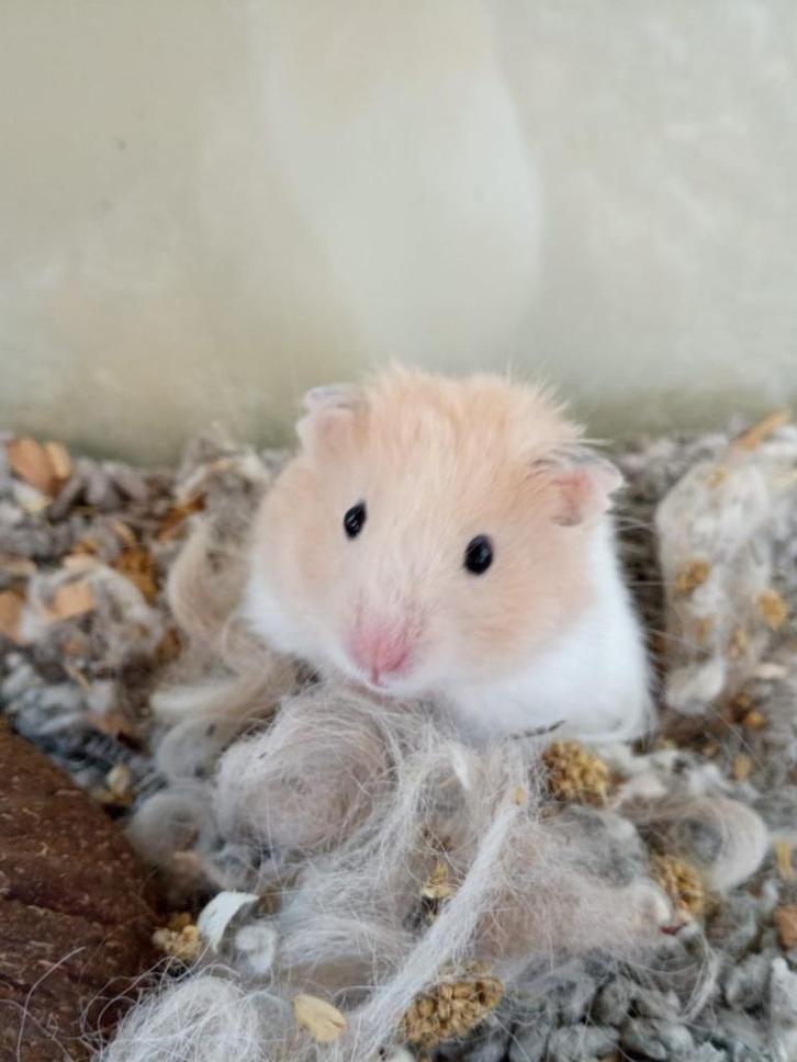 Goudhamsters en dwerghamsters, leuke kooien en meer., Dieren en Toebehoren, Knaagdieren, Meerdere dieren, Hamster, Augustus, Tam