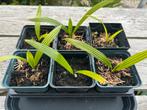 Trachycarpus Fortunei ( 6 plantjes ), Ophalen of Verzenden, Zomer, Overige soorten, Halfschaduw
