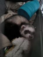 Fretje, Dieren en Toebehoren, Overige Dieren, Mei, Vrouwelijk