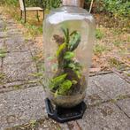 Plantendome / terrarium/ vivarium, Ophalen, Overige soorten, Halfschaduw, In pot