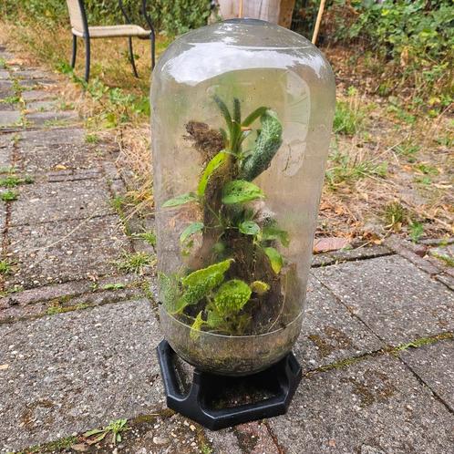 Plantendome / terrarium/ vivarium, Huis en Inrichting, Kamerplanten, Overige soorten, Minder dan 100 cm, Bloeiende kamerplant