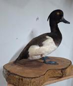 opgezette vogel, Ophalen of Verzenden, Zo goed als nieuw, Vogel, Opgezet dier