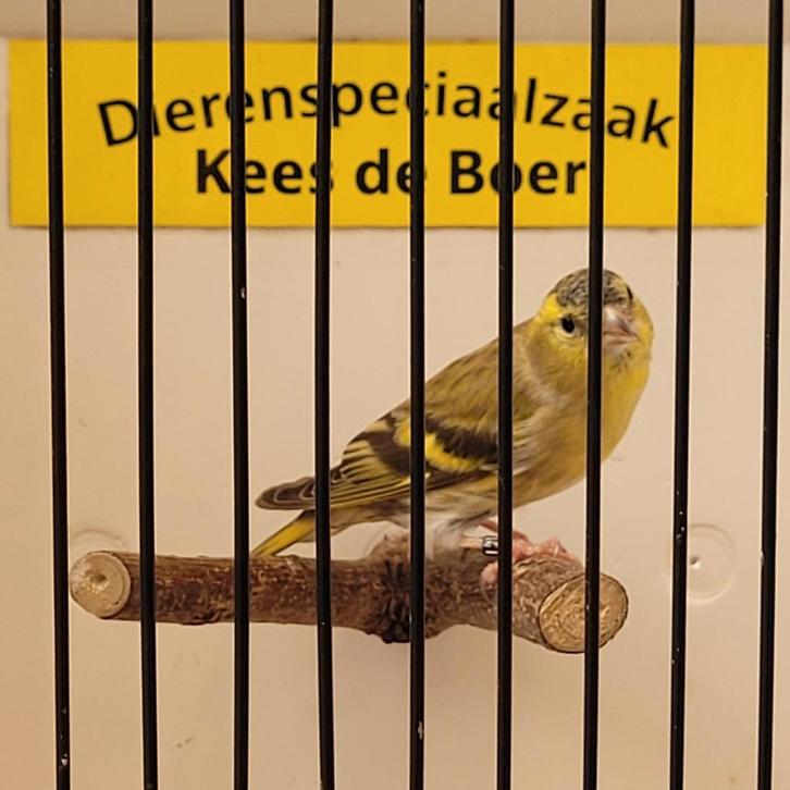 Bruine Europese sijs man, Dieren en Toebehoren, Vogels | Overige Vogels, Mannelijk, Geringd