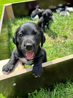 Lieve Stabij x Labrador pups op zoek naar een gouden mand!, Dieren en Toebehoren, Reu, 8 tot 15 weken, Meerdere, Middel