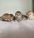 Britse korthaar kittens - vader stamboom, Dieren en Toebehoren, Katten en Kittens | Overige Katten, Meerdere dieren, Kortharig
