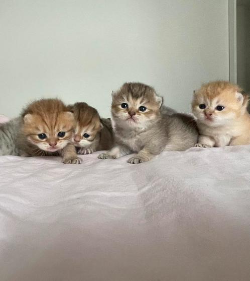 Britse korthaar kittens - vader stamboom, Dieren en Toebehoren, Katten en Kittens | Overige Katten, Kortharig, Meerdere dieren