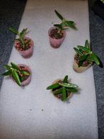 Hoya engleriana, Ophalen of Verzenden, Overige soorten, Minder dan 100 cm