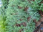 Lavendula munstead, Bodembedekkers, Volle zon, Vaste plant, Ophalen of Verzenden