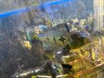 Cichla ocellaris, Dieren en Toebehoren, Vissen | Aquariumvissen, Vis