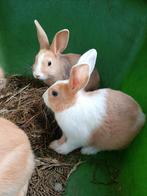 Konijntjes, Dieren en Toebehoren, Meerdere dieren, Middelgroot, 0 tot 2 jaar