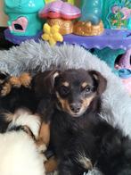 Laatste gekruiste yorkshire terriër met pomchi, 8 tot 15 weken, Meerdere dieren, Eén hond, Parvo