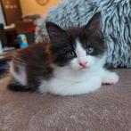 Maine Coon kruising kitten zoeken een gouden mandje🏡😺, Dieren en Toebehoren, Katten en Kittens | Raskatten | Langhaar, Meerdere dieren