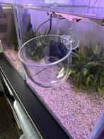 Kunststof  hangend bakje voor in aquarium, Ophalen of Verzenden, Nieuw