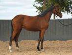 Lieve jaarling merrie te koop, Dieren en Toebehoren, Merrie, Minder dan 160 cm, Dressuurpaard, 0 tot 2 jaar