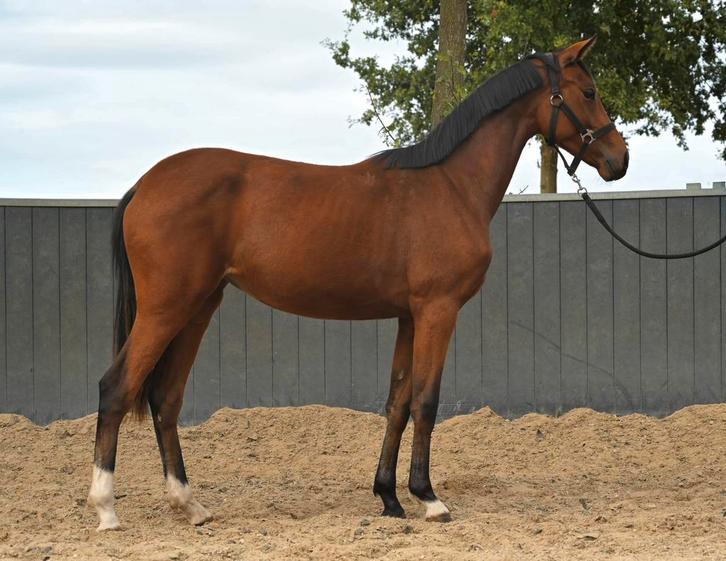 Lieve jaarling merrie te koop, Dieren en Toebehoren, Paarden, Merrie, Onbeleerd, Minder dan 160 cm, 0 tot 2 jaar, Dressuurpaard