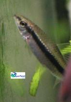 Siamese Algeneter, Dieren en Toebehoren, Vissen | Aquariumvissen, Vis, Zoetwatervis