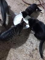 Boerderijkittens, Dieren en Toebehoren