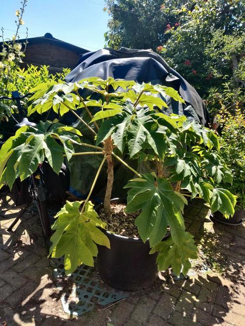 grote boomkuip met Chinese rijstpapierplant., Tuin en Terras, Planten | Tuinplanten, Vaste plant, Overige soorten, Volle zon, Zomer