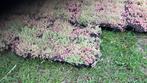 Sedum cassettes, Tuin en Terras, Ophalen, Bodembedekkers, Volle zon, Vaste plant