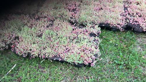 Sedum cassettes, Tuin en Terras, Planten | Tuinplanten, Vaste plant, Bodembedekkers, Volle zon, Zomer, Ophalen