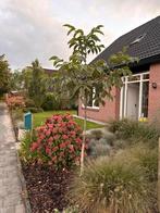 Walnotenboom te koop, Ophalen, Volle zon, Overige soorten