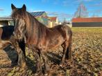 fell pony paard  fellpony, Met stamboom, Ruin, Niet van toepassing, 3 tot 6 jaar