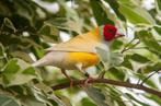 Mooie Gele Gouldamadine beschikbaar., Dieren en Toebehoren, Meerdere dieren, Tropenvogel