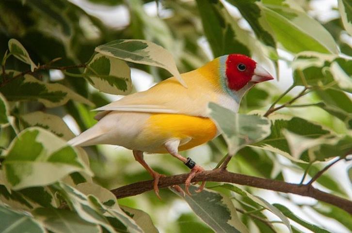 Mooie Gele Gouldamadine beschikbaar., Dieren en Toebehoren, Vogels | Overige Vogels, Tropenvogel, Meerdere dieren