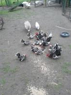 Tekoop broedeieren van Chabo zwart wit gepareld, Dieren en Toebehoren, Pluimvee, Geslacht onbekend, Kip