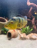 Cichla kelberi, gold en royal silk, Dieren en Toebehoren, Vis